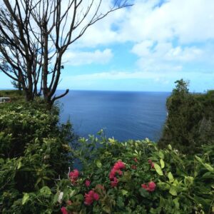 A view of the ocean from above with flowers in the foreground.